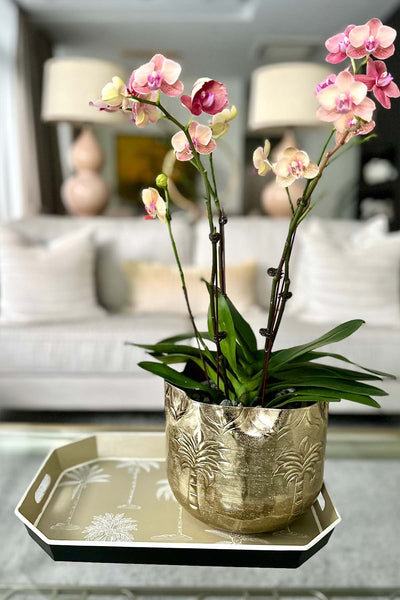 Palenzia Planter